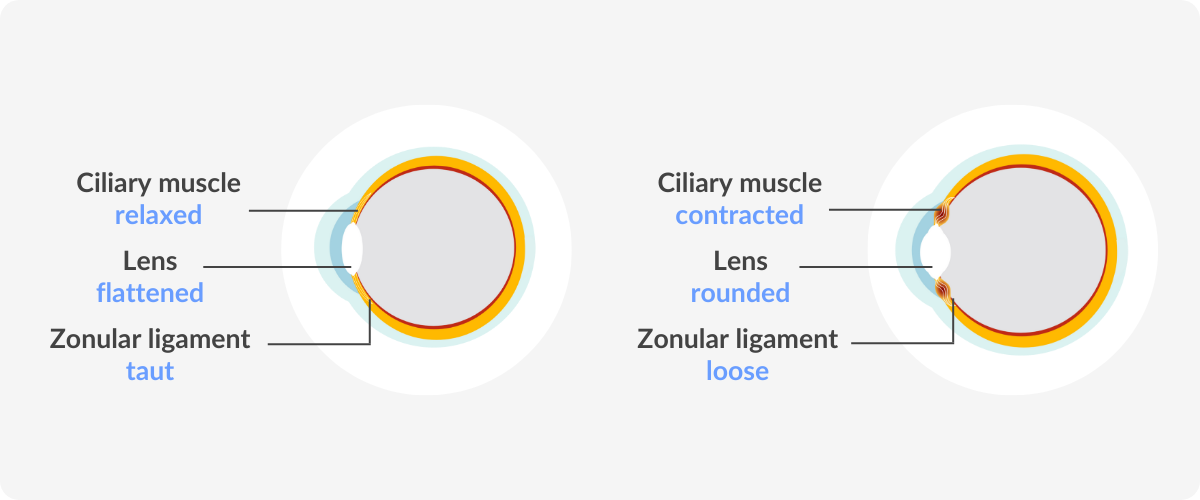 infographic of the eye seeing images at close range or a distance