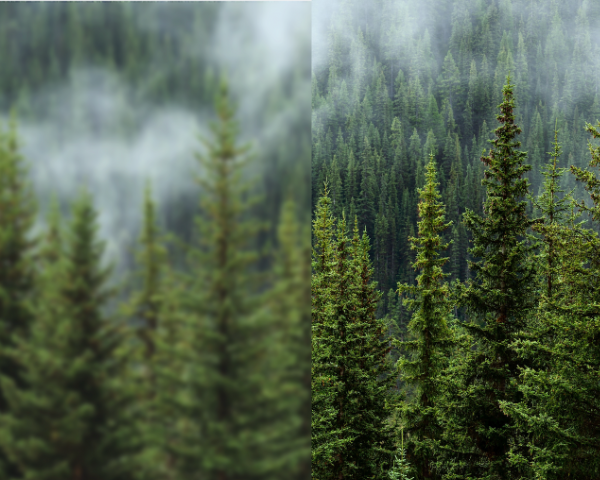 High view of forest. Left half blurry, right half normal
