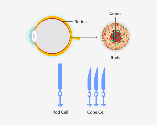 Eye anatomy infographic 2