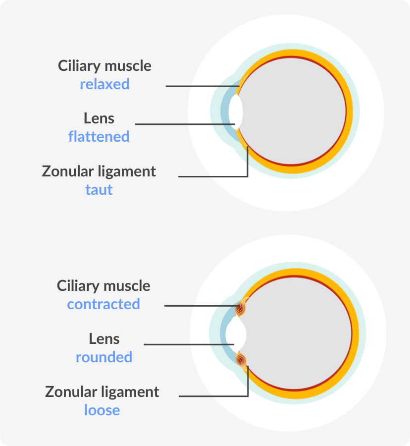 infographic of the eye seeing things close and far