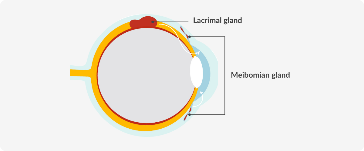 meibomian glands eye anatomy