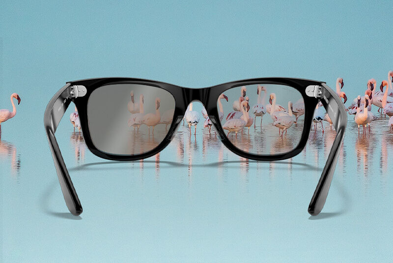 flamingos through polarized sunglasses