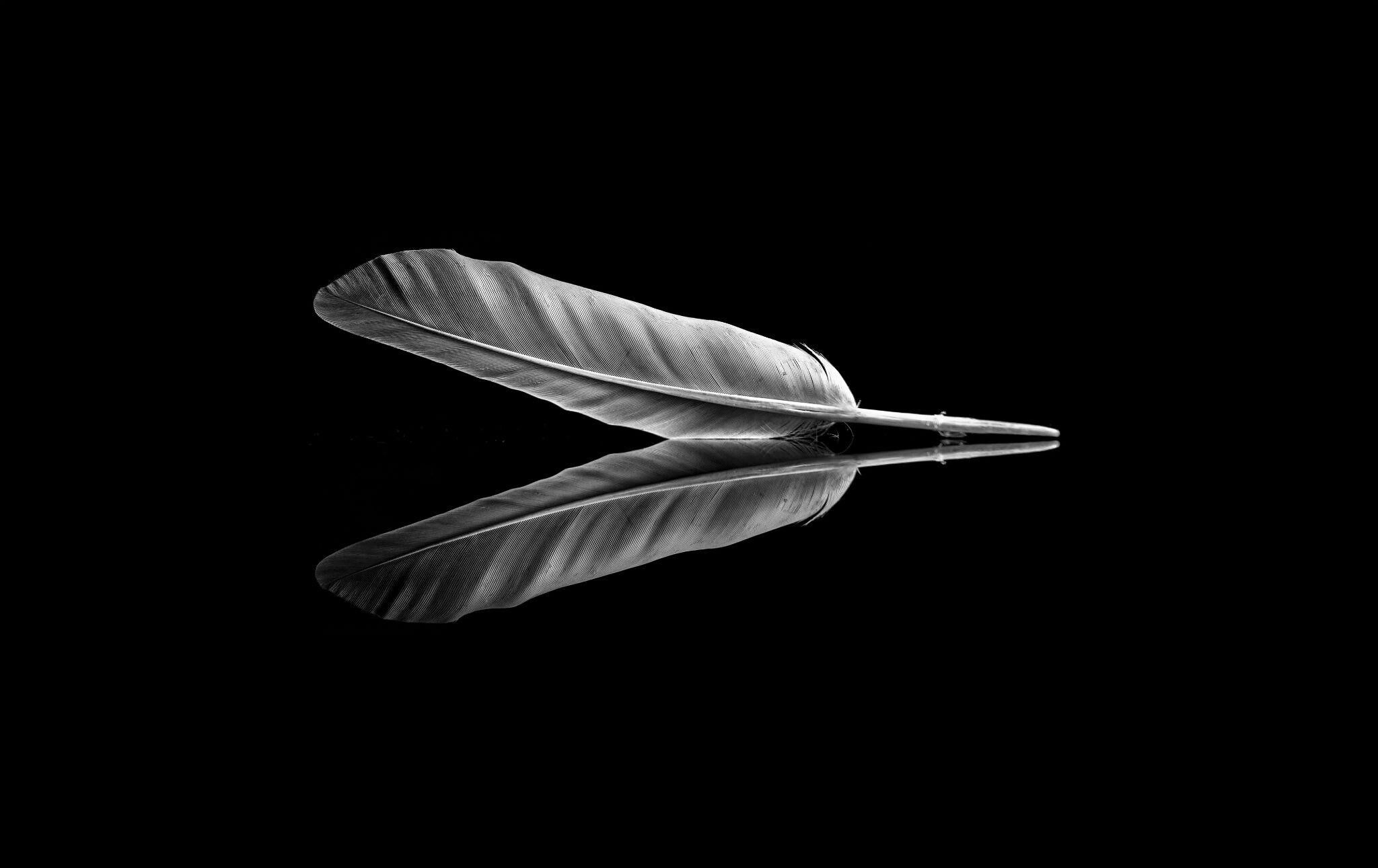 Feather reflected on black surface with black background