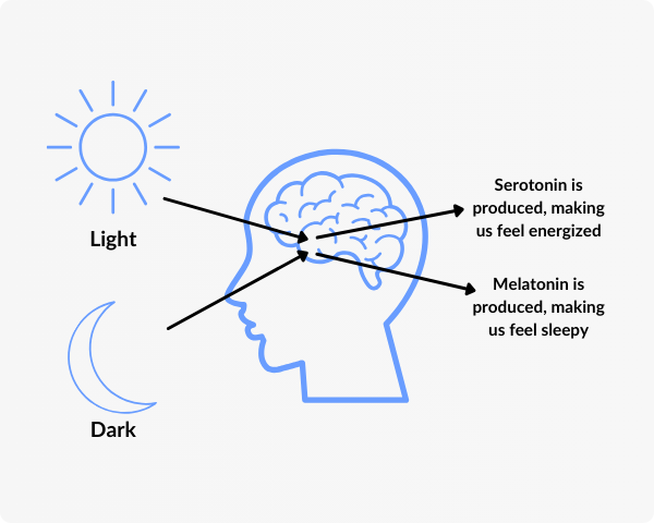 circadian rhythm hormones infographic