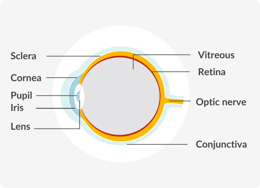 infographic showing the parts of the eye