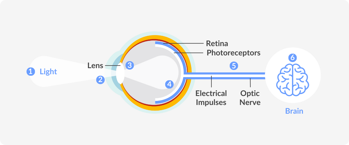 infographic showing how we see, light into the eye, to the brain