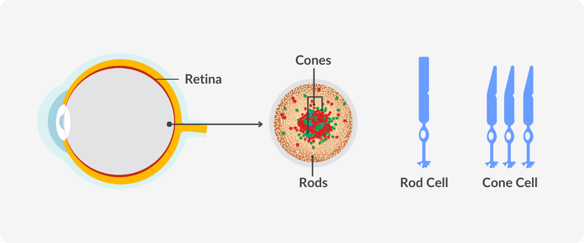 infographic of an eye, showing the retina, rods and cones