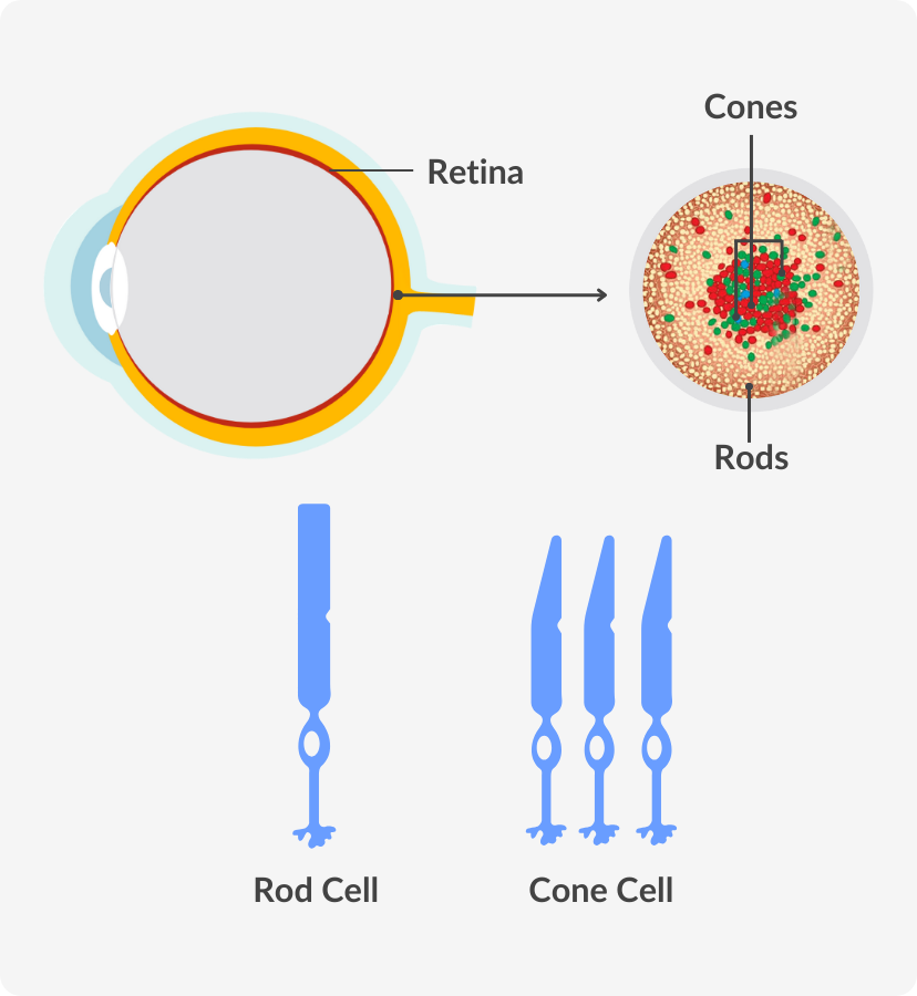 infographic of the retina, rod cells and cone cells
